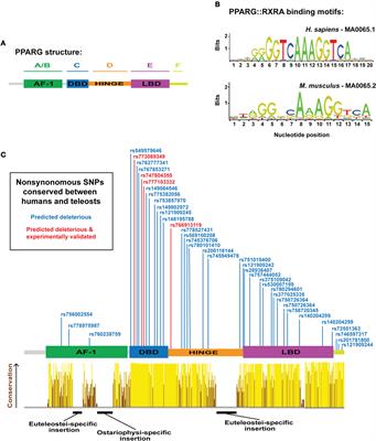 The Role of Peroxisome Proliferator-Activated Receptor Gamma (PPARG) in Adipogenesis: Applying Knowledge from the Fish Aquaculture Industry to Biomedical Research